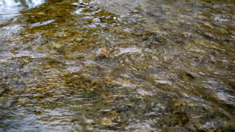 medium shot of the flowing water from a river, creek, static shot