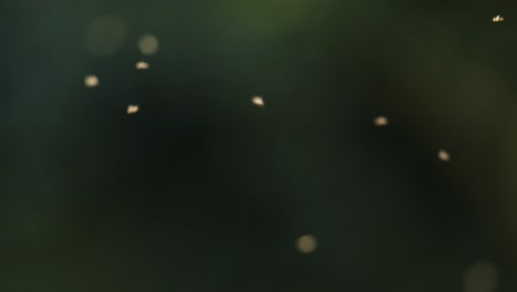 flies in flight