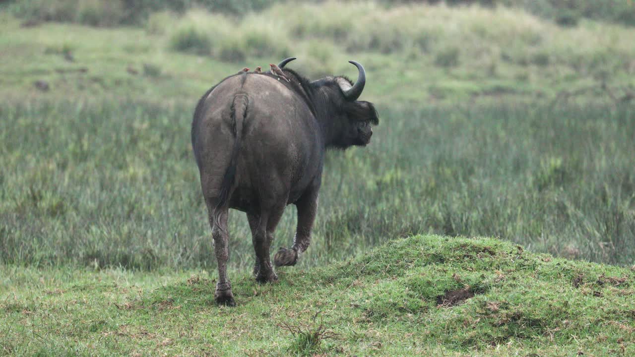 vista detrás del búfalo africano caminando por un campo verde en aberdare, kenya