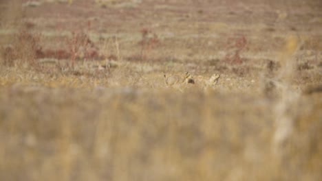 Prairie-Dog-runs-into-frame,-kisses-the-other,-and-watches-for-predators,-Colorado-open-field