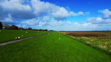 dyke with sheep grazing in a cloudy day at wadden sea in germany. unique aerial view flight overflight flyover drone
