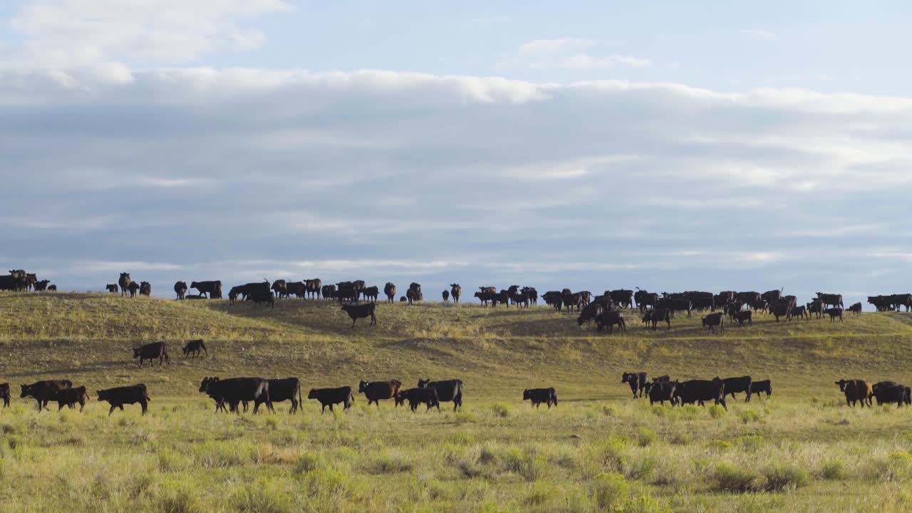 A beautiful early morning shot of cattle in a wide open Montana pasture 3