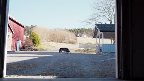 scene of playful dog pets in the yard of a countryside farm village