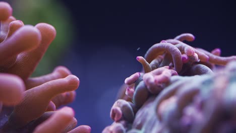 macro shot of two different anemone tentacles in saltwater aquarium