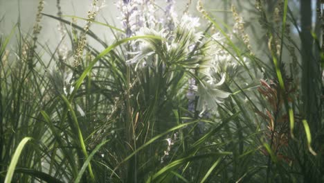 grass flower field with soft sunlight for background.