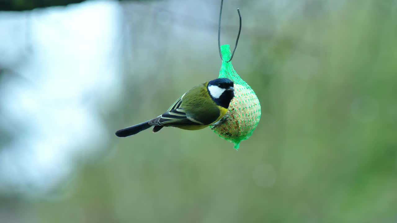 Rainy spring day with great tit feeding on seeds from green net feeder in nature