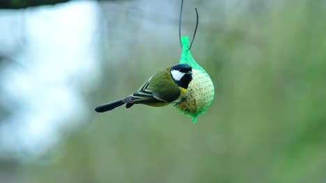 rainy spring day with great tit feeding on seeds from green net feeder in nature