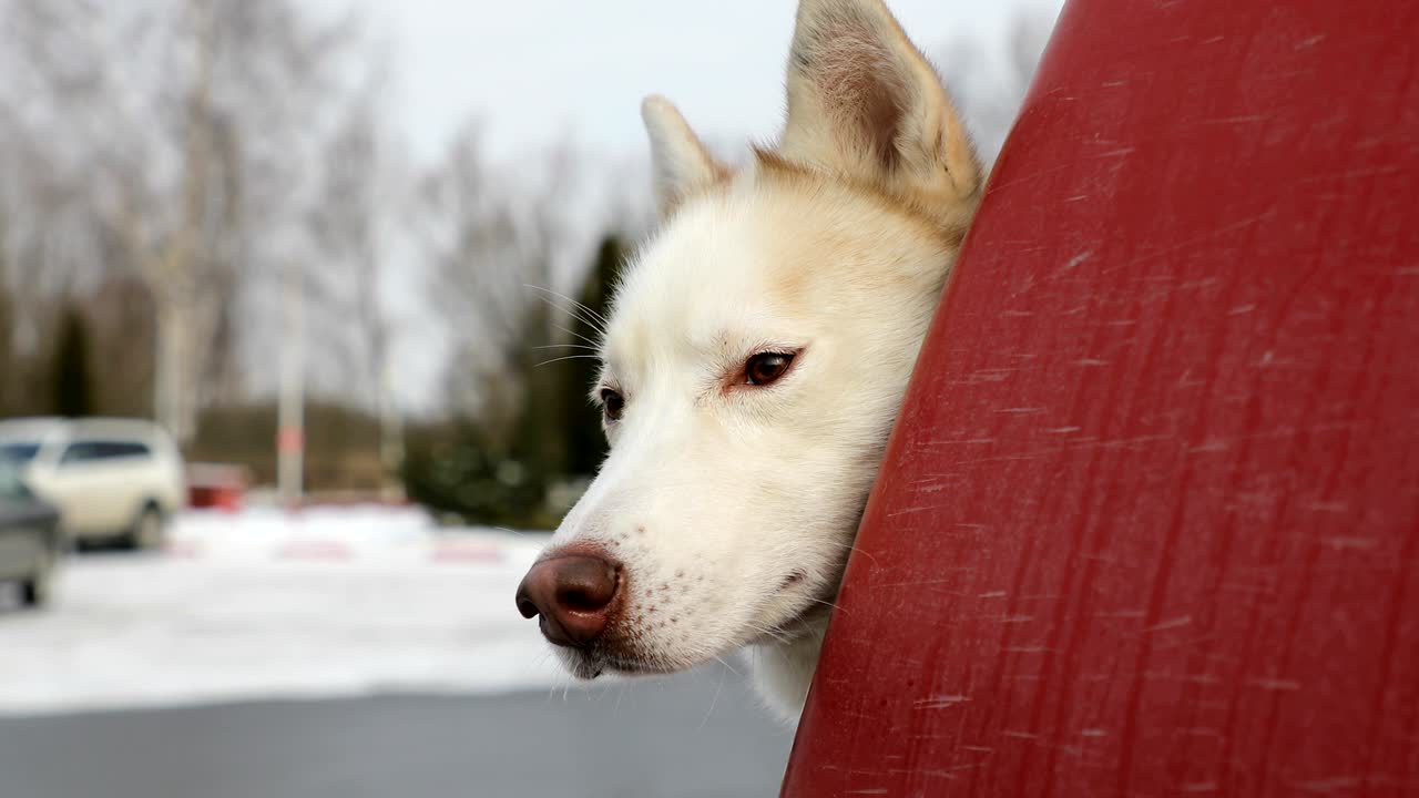 el hombre está alimentando al perro husky con un pedazo de chocolate en invierno