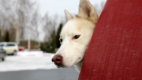 man is feeding the husky dog with a piece of chocolate in winter