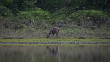 ciervo sambar, rusa unicolor, santuario de vida silvestre de phu khiao, tailandia