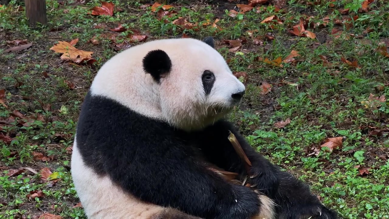 Zbliżenie na pandę wielką podgryzającą świeży pęd bambusa w Chengdu w Chinach