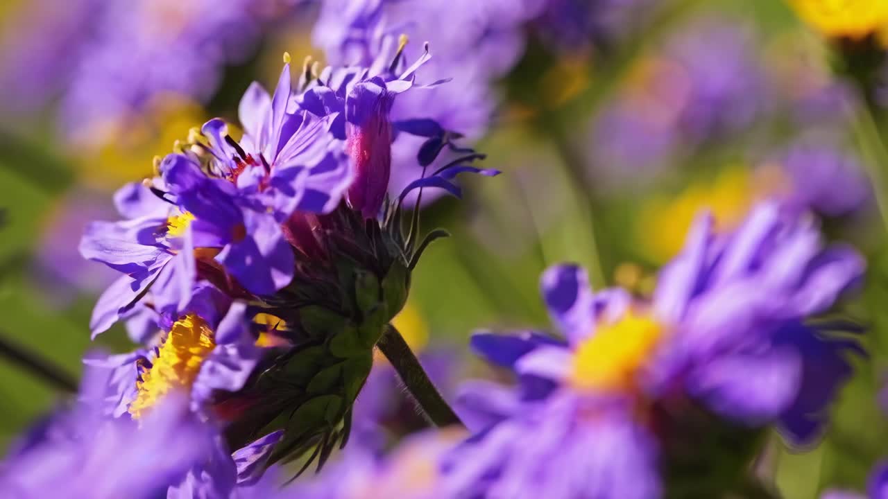Nærbildevideo av levende lilla blomster med en uskarp bakgrunn, som fanger en drømmende, rolig