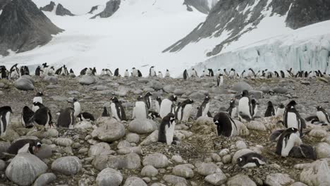 pan along gentoo penguin colony with babies in front of big glacier