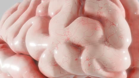 Close-up of human brain surface with blood vessels and folds. 3D anatomical render showing detailed cerebral texture. Neuroscience, biology, and medicine concept. Design for poster, wallpaper.