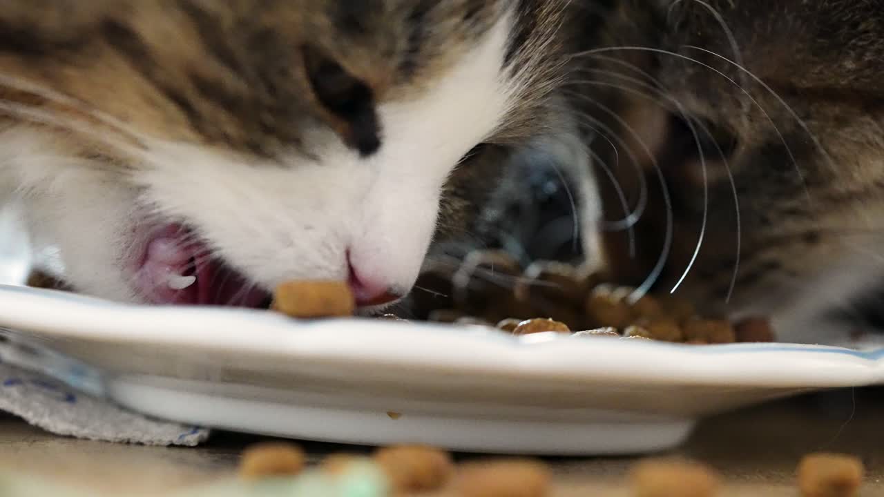 Zwei getigerte Hauskatzen, die im Haus zusammen von demselben Teller fressen. Natürlicher gemeinsamer Fütterungsmoment, der Kameradschaft, routinemäßige Haustierpflege und alltägliches Zuhauseleben zeigt.
