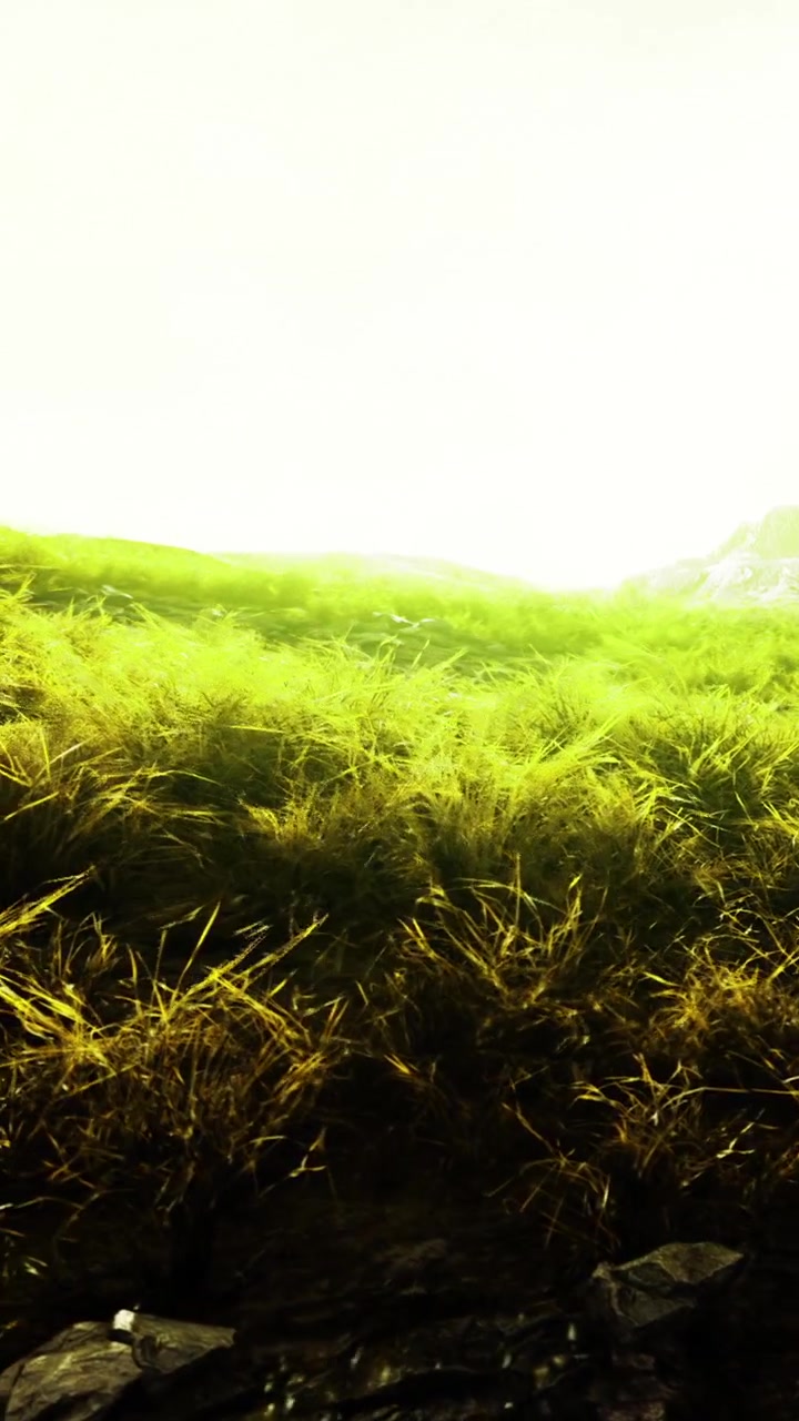 La luce solare intensa illumina l'erba verde in un campo aperto durante il giorno.