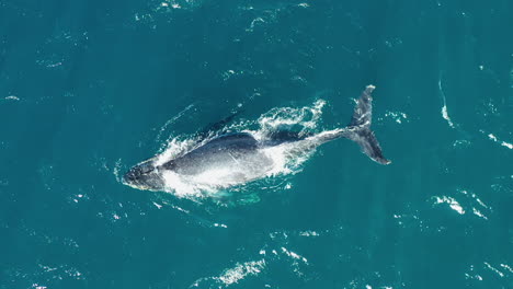 Una-Sola-Ballena-Jorobada-Nadando-Y-Lanzando-Chorros-En-Mar-Abierto,-Vista-Aérea-De-Arriba-Hacia-Abajo-1