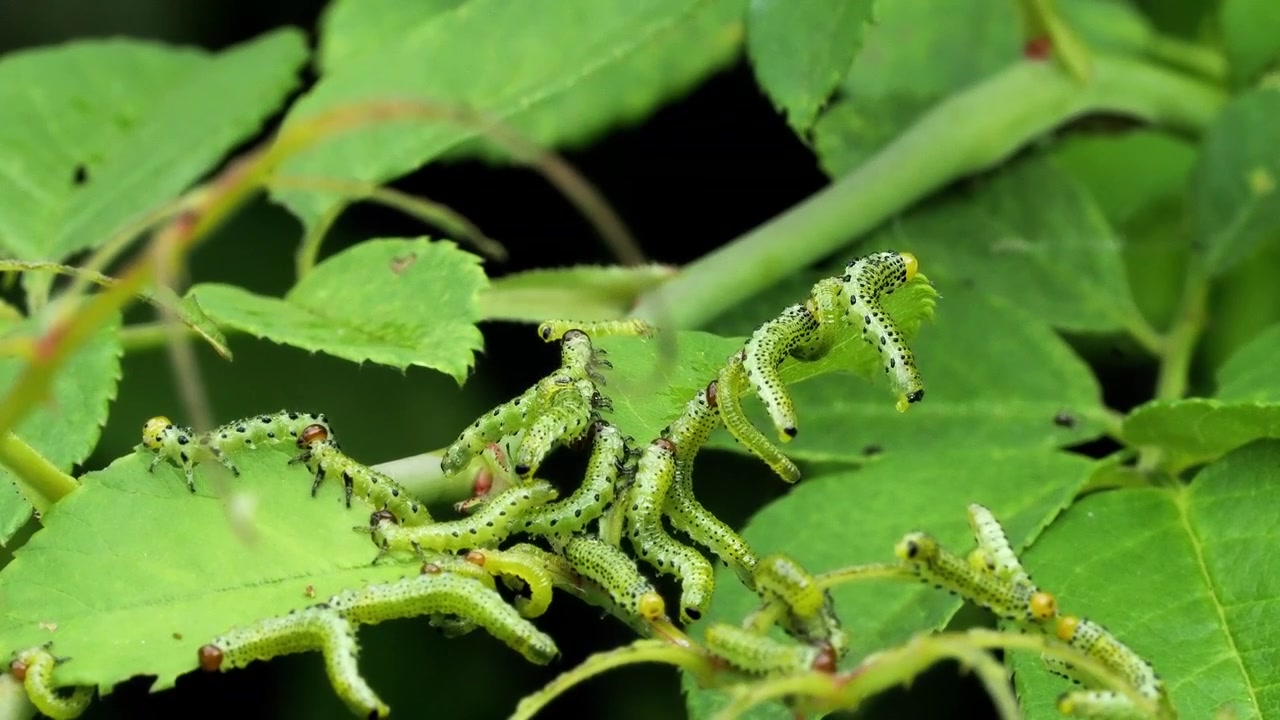 バラの葉を食い荒らすバラハバチの群れ