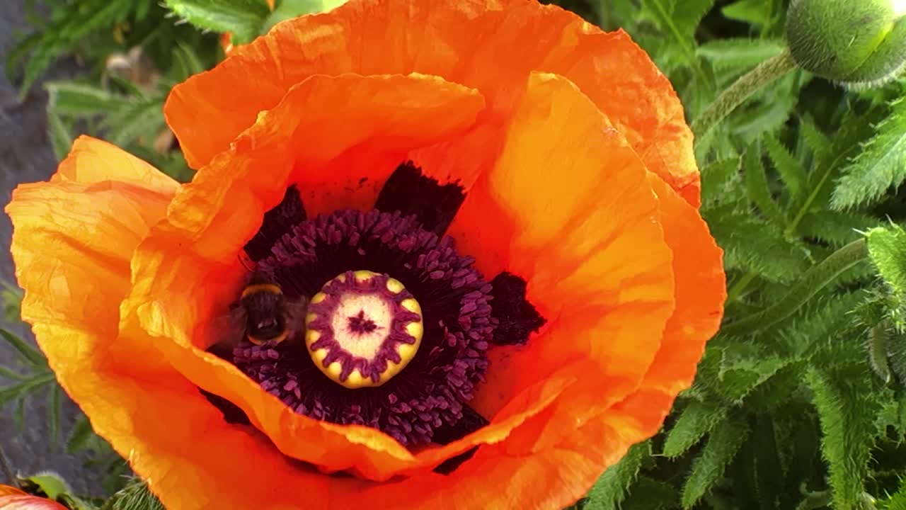 los abejorros recogen el polen de las amapolas que se mecen con el viento