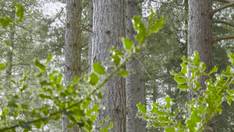 Big-tunks-of-trees-in-a-forest