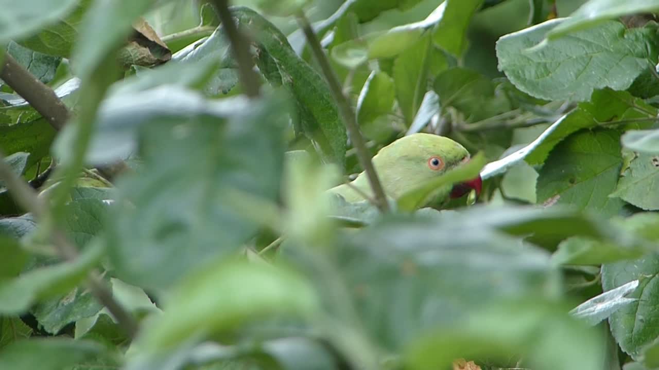 parrot sits in an apple tree and enjoys eating a piece of fruit