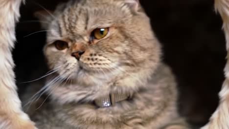 a close-up exploration of a feline's expressions: from curiosity to contemplation in two captivating frames
