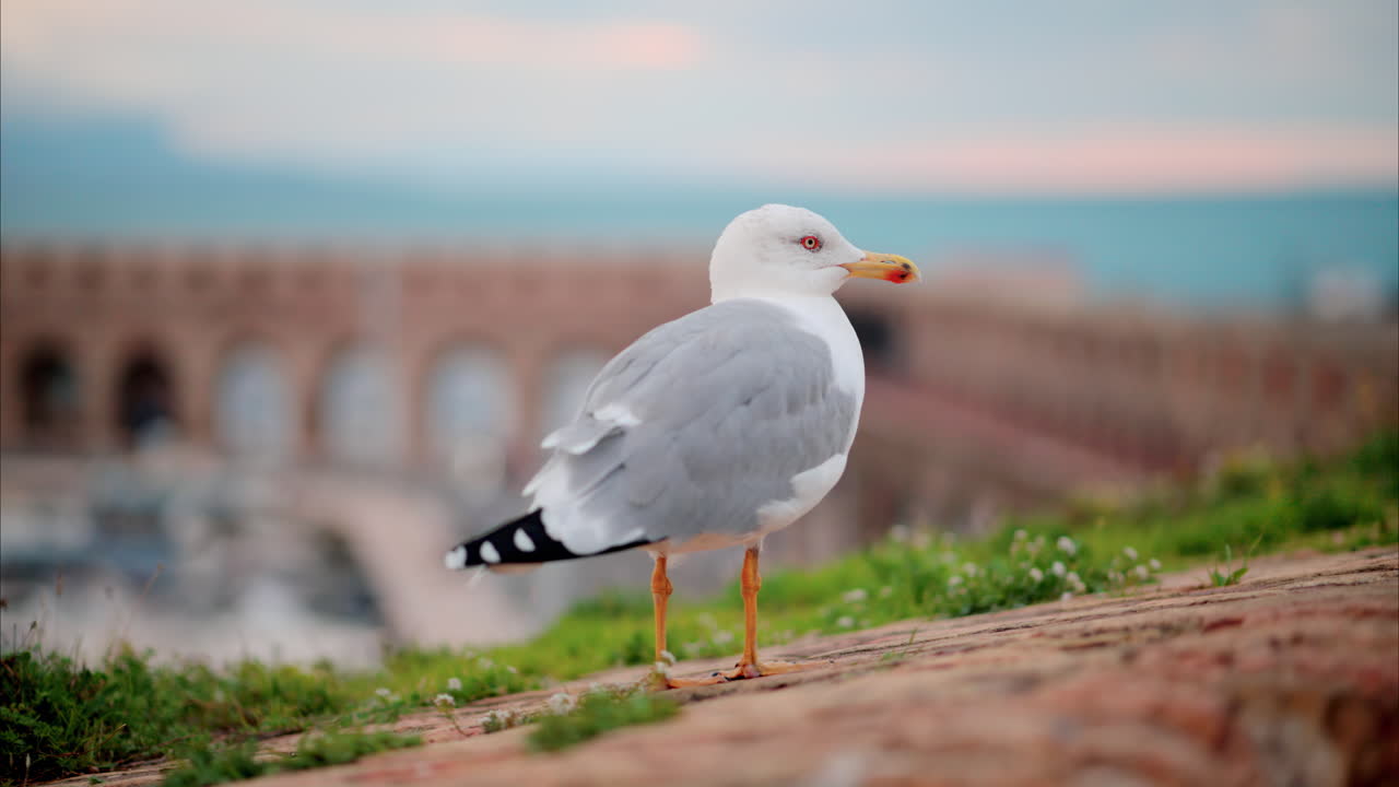 Gros plan d’une mouette marchant sur la plage avec une vue floue du port en arrière-plan