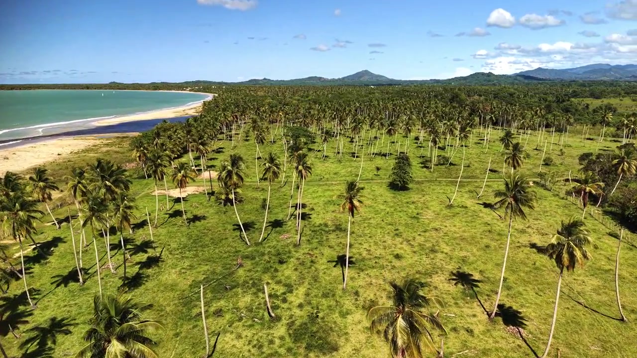 Vista aérea de drone de uma plantação de coqueiros que se estende até uma praia tranquila com água cristalina, Samaná, República Dominicana