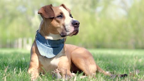 cute staffordshire terrier dog in bandana rests on green grass at park