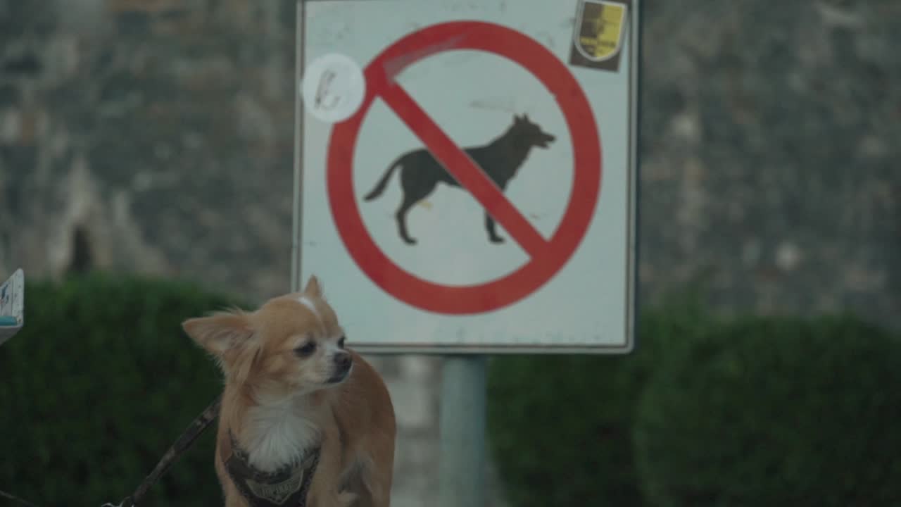 Small Dog near No Dogs Allowed Sign