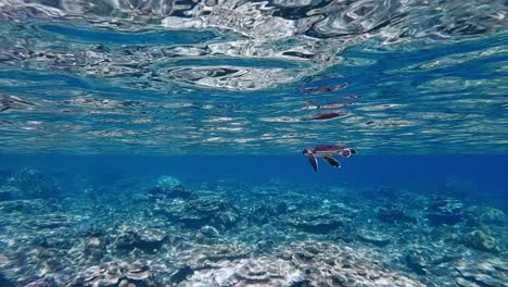 baby sea turtle swimming in the blue ocean beneath the ocean waves over the beautiful coral reefs