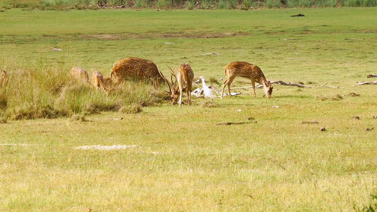 disparo de trípode de muchos ciervos pastando en campo abierto en sri lanka, asia