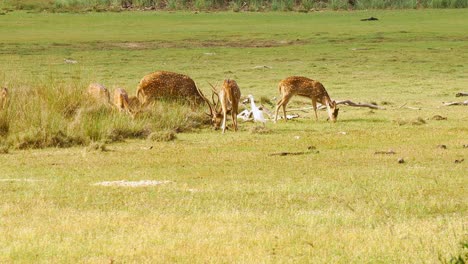 tripod shot of many deer grazing on open field in sri lanka, asia