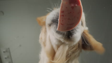 dog eating salami and splashing water