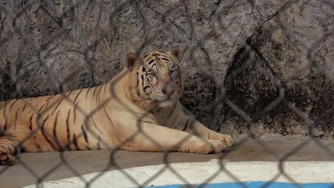 un tigre descansa en su jaula cerca de una piscina de agua