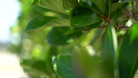 close up pull back through vibrant green leafy foliage with soft bokeh focus