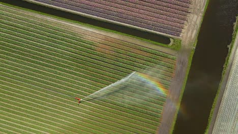 De-Arriba-Hacia-Abajo-Por-Encima-Del-Aspersor-De-Impacto-En-El-Campo-De-Tulipanes-En-Crecimiento-En-Holanda,-Primavera