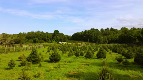 Drohnenflug-über-Junge-Setzlinge-Von-Weihnachtsbäumen-Auf-Der-Baumbeerenfarm-Von-Scituate