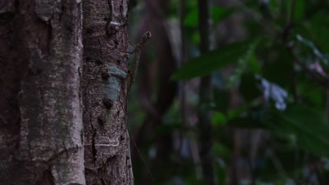 Blanfords-Fliegender-Drache,-Draco-Blanfordii,-Thailand,-Ruht-Auf-Der-Seite-Des-Baumes-Und-Bewegt-Seinen-Kopf,-Wie-Man-Ihn-Tief-Im-Wald-Sieht