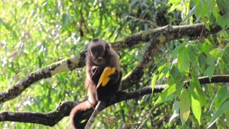 Mono-Comiendo-Un-Plátano-En-La-Selva-Amazónica-De-Perú