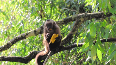 mono comiendo un plátano en la selva amazónica de perú