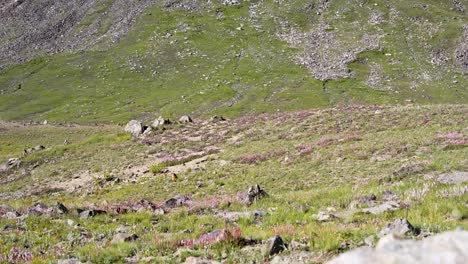 Distant marmot running through alpine meadow with wildflowers in Deosai National Park. Astore, Gilgit-Baltistan, Pakistan