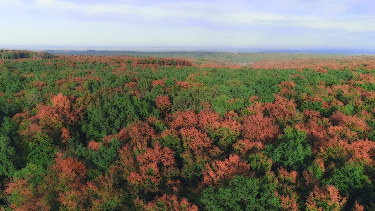 hermoso efecto borroso de la luz del sol brillante que brilla a través de las hojas frescas de los árboles en el bosque.
