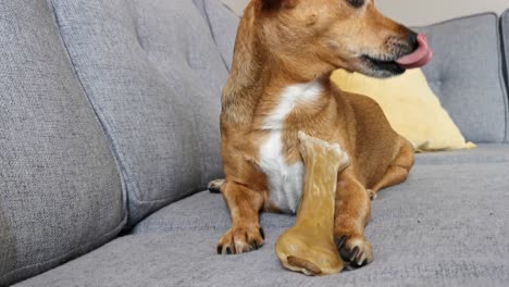 brown dog chewing on a massive bone that is almost the same size as her, the cute dog is a mix between a chihuahua and a jack russel, very motivated dog trying to enjoy her massive bone