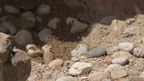 Black-Tailed-Prairie-Dog-Digging-Burrow