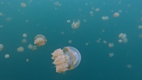 stingless jelly fish at lake in raja ampat