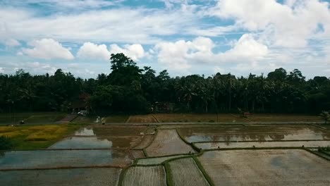 Bali,-Ubud-Primavera-2020-En-1080,-60p,-Durante-El-Día:-Largo-Vuelo-De-Drones-Sobre-Los-Campos-De-Arroz-De-Ubud-En-Bali