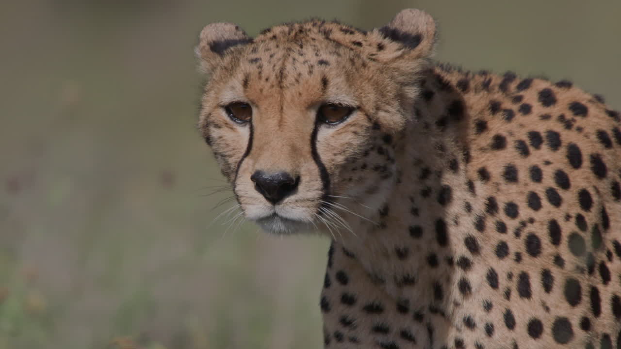 Close-up of a Wild Cheetah Looking Around in the Savanna