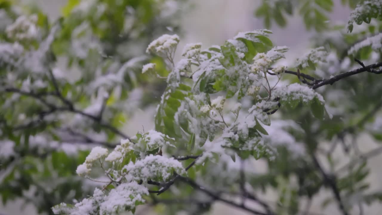 NEVICATA SU FOGLIE VERDI PRIMAVERILI. L'IMPUNIBILITÀ DEL TEMPO ATMOSFERICO E DEL CAMBIAMENTO CLIMATICO SUL PIANETA TERRA.