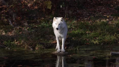 Der-Polarwolf,-Der-Auf-Einem-Felsen-über-Dem-Sumpf-Steht,-Sieht-Sie-Mit-Unwirklicher-Reflexion-Und-Beleuchtung-An